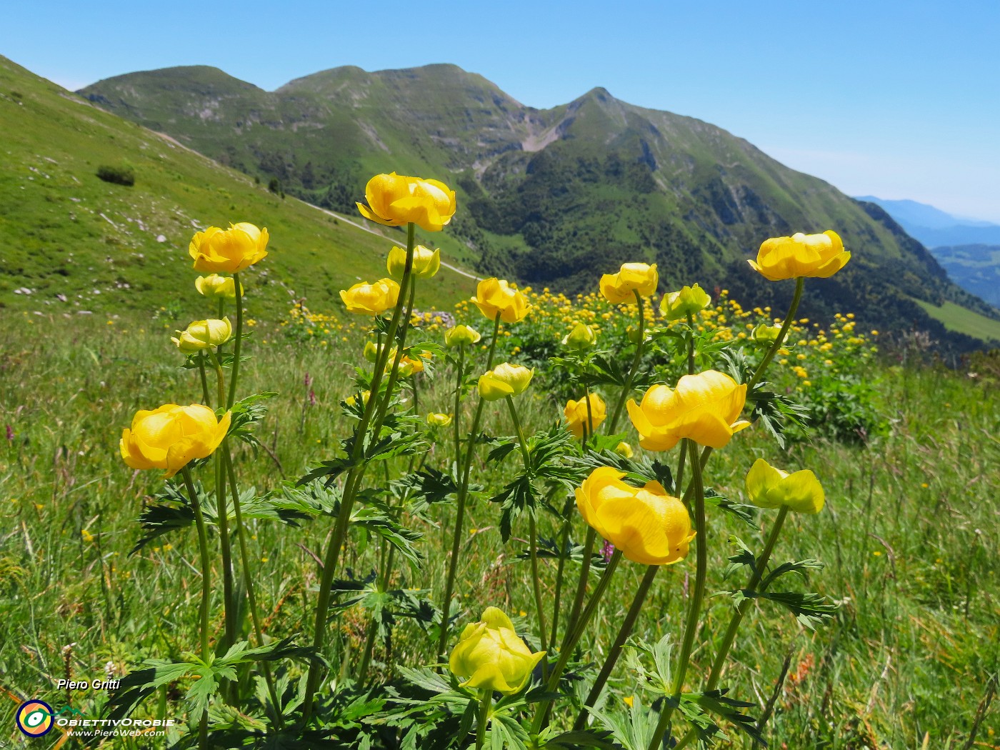 55 Trollius europaeus (Botton d'oro) con Cime Foppazzi e Grem.JPG